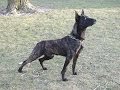 K9BOSS ATL. Dog Training Information K9BOSS ATL. Dog Training Information