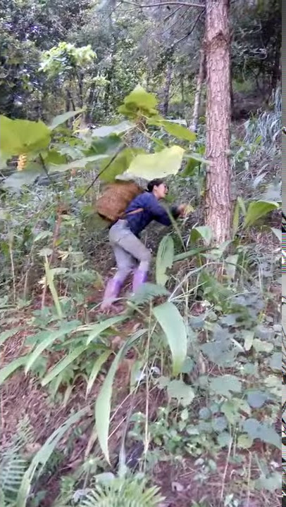 di rung dan toc giay lai chau