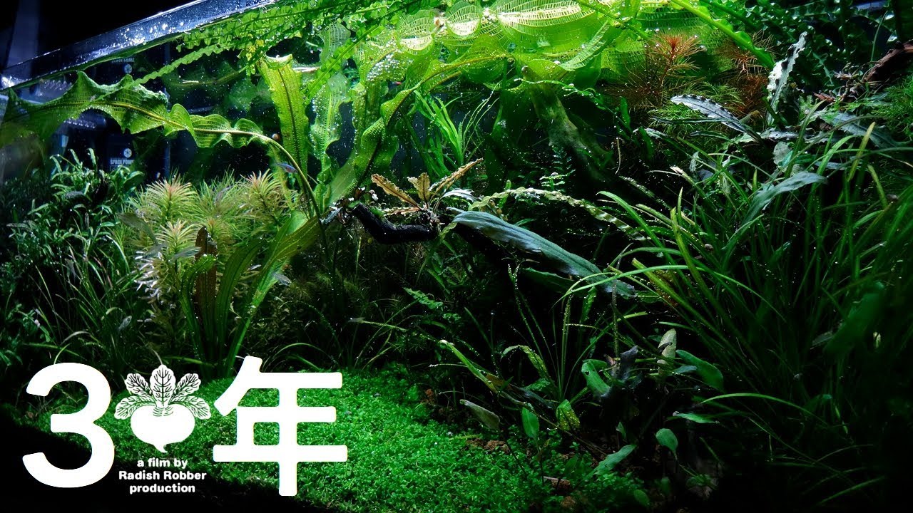 帰省アクアリウム3周年記念動画 水槽 熱帯魚 Youtube 帰省アクアリウム3周年記念動画 水槽 熱帯魚 Youtube