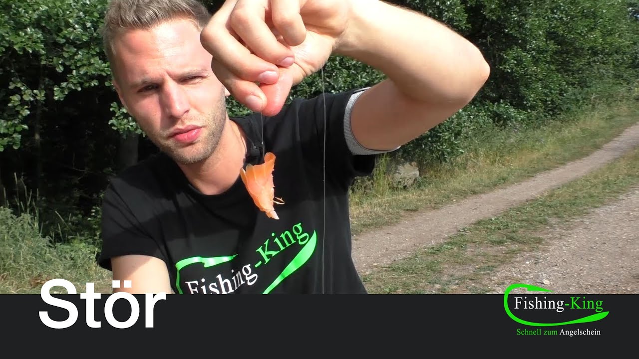Stör-Angeln (Teil 4): Spezial-Köder mit Lachs | Fishing-King.de