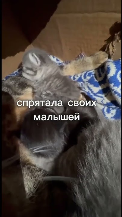 Загадочная встреча: Кошка с котятами в заброшенном сарае. Кошки ...