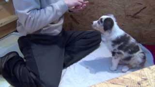 Ace Sits for Treats by WinniesAussiePups 2,309 views 10 years ago 3 minutes, 30 seconds