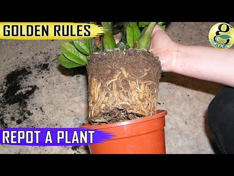 Video: Hoe Plantwortels Verander Word