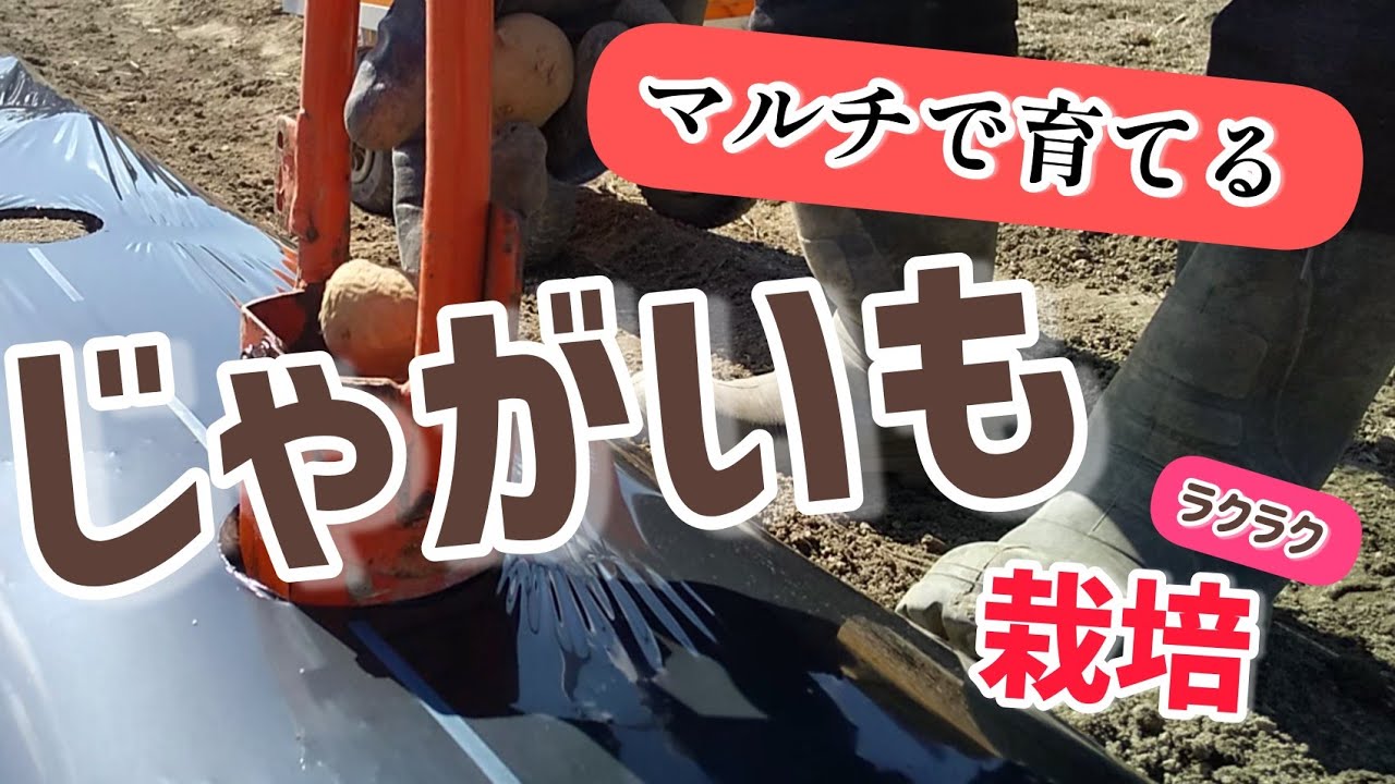 【じゃがいも栽培】マルチを使ったじゃがいものラクラク栽培方法【髭サン農家】