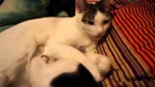 20101124.MP4