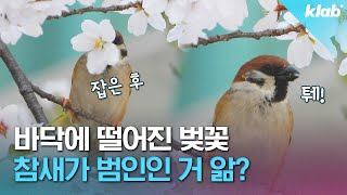 참새 솔로인가봄ㅠ 참새가 벚꽃을 꺾어버리는 이유｜크랩