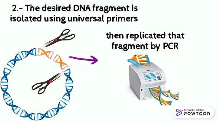 Plant DNA barcoding explanation