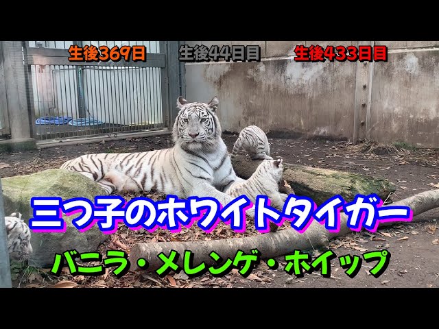 White Tiger🐅Days 44, 369, and 433 Vanilla Meringue Whip Married