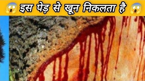 5 amazing facts ! Cutting this tree bleeds ?? #shorts #factsinhindi