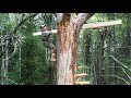 I am building a safe shelter in a tree for comfortable survival a huge tree house