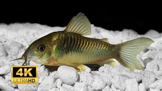 Catfish 4k Amazing Bulk Cat Fishes in Sea