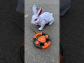 Remote control rabbit 🐇 ki unboxing