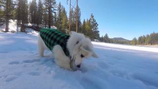 Winston's First Snow Day by Winston The White Corgi 16,730 views 9 years ago 1 minute, 3 seconds