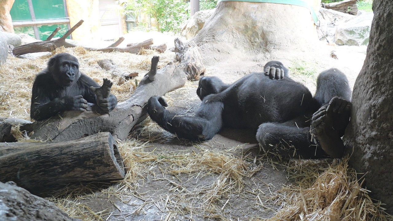 コリラックマ Sumomo, now 4 years old, and Riki, 8 years old. Ueno Zoo, Gorilla