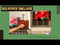 Timelapse of still life painting of red peppers
