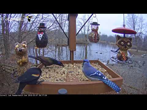 Red-winged Blackbird Exhibits Threat Display Towards Blue Jay On Cornell Feeders – Mar 1, 2018