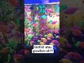 ikan warna warni sangat memanjakan mata#glowfish #ikanhias #aquarium #warnawarni