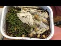 Unboxing HUGE Shipment of STUNNING Isopods and pill millipedes!