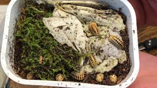 Unboxing HUGE Shipment of STUNNING Isopods and pill millipedes!