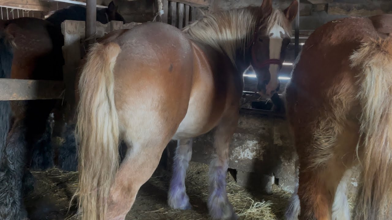 Коні Ваговози💪Коні на продажу👍Наші коні✌️Поїздка у поля👊