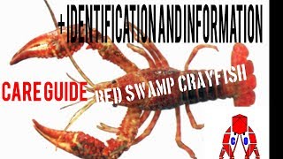 RED SWAMP CRAYFISH CARE GUIDE + IDENTIFICATION AND