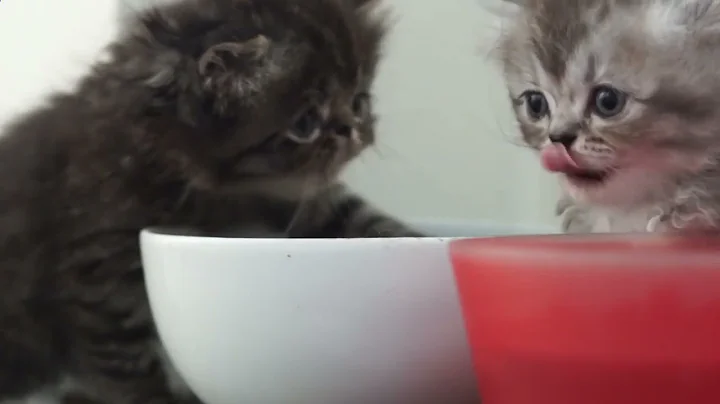 A cat man must groom, love and cherish. That's all...