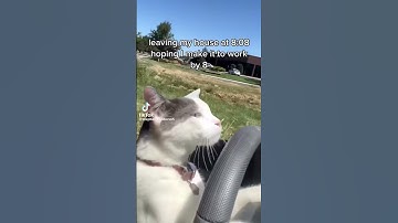 Thumbnail of this cat be everywhere 😂 #tiktokcats
