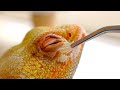【脱皮】フトアゴヒゲトカゲの皮を剥いでいく気持ちいい瞬間【飼育ルーティン】