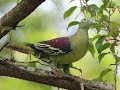 Birds of Bali ~ PUNAI PENGANTEN bikin sarang ~ Grey-checked Green Pigeon built a nest