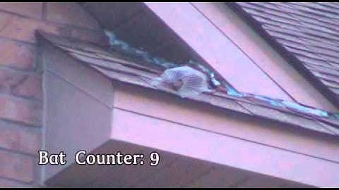 Bat Exclusion Service - Wildlife Management Services