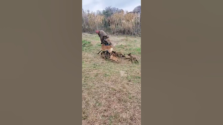 [웃긴동물영상] 용맹한 강아지들과 뜯어말리는 엄마개 🤣😜🐕
