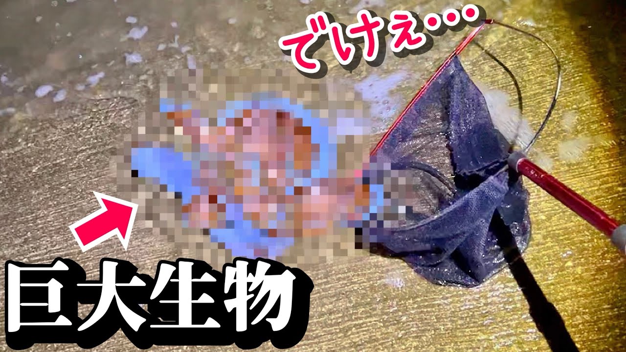 夜の海で変な生き物から巨大生物まで捕獲していく！