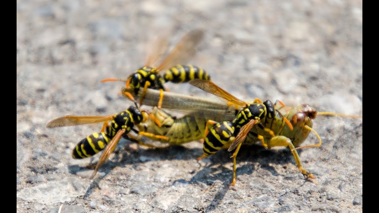 Wasp Eat Insects Youtube