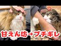 少し家を空けただけで大激怒なデカ猫が世界一可愛いので見てください