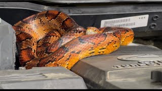 Snake on a Cummins