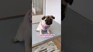 Mosy is SICK and has to go to the VET  ‍⚕ #pug #puppy #dog