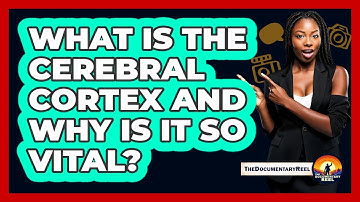 What Is The Cerebral Cortex And Why Is It So Vital? - The Documentary Reel