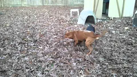 Toby & Laney.mp4