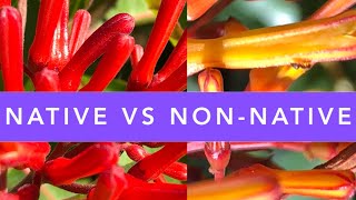FLORIDA NATIVE FIREBUSH vs. NONNATIVE FIREBUSH: How to identify? | FLORIDA NATIVE PLANTS