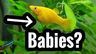 Pregnant Molly Fish with Babies? Help