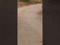 الفهد الصياد2
