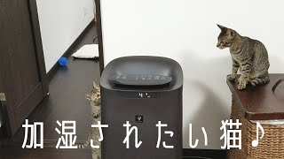 【加湿器】猫だって潤いたい♪