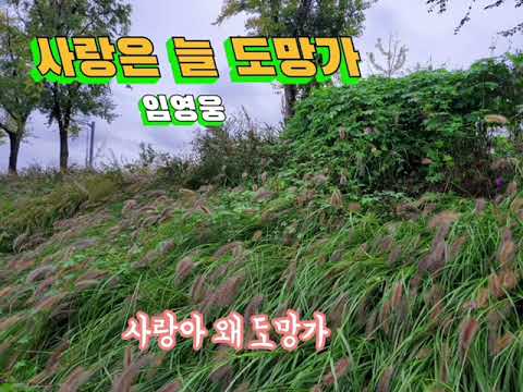 사랑은 늘 도망가/임영웅/연속2번듣기/신사와아가씨OST