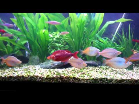 ვიდეო: 6 ფაქტი Rainbowfish- ის შესახებ