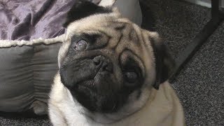飼い犬にナチス式敬礼を教えたyoutuber ヘイトクライムで有罪に Youtubeニュース ユーチュラ