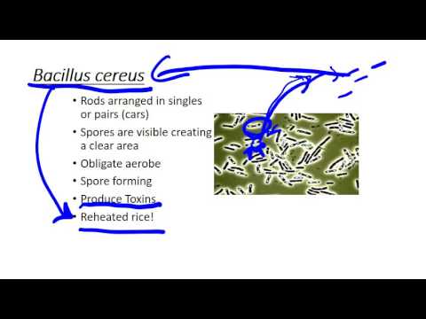 Video: Bacillus cereus are capsulă?