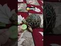 Today Chiku is in a grumpy mood and refusing to eat 😱🐢.#cute #tortoise #shortsfeed #viral