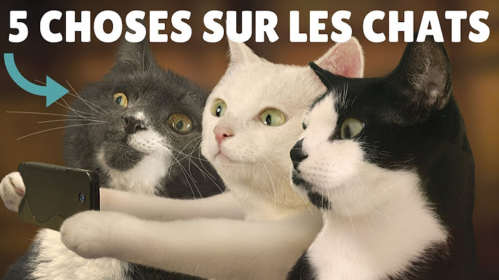 5 CHOSES A SAVOIR SUR LES CHATS !