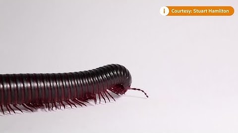 Would you let a robot millipede in your intestines?