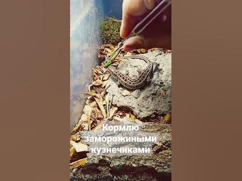 Новая яшерица в начале спутал в конце ест она - YouTube